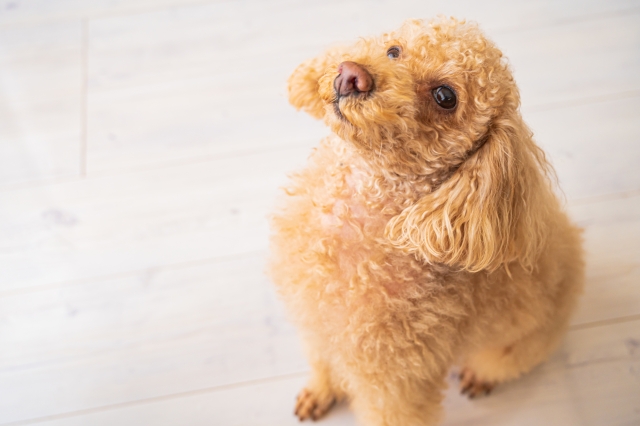 犬、見上げる