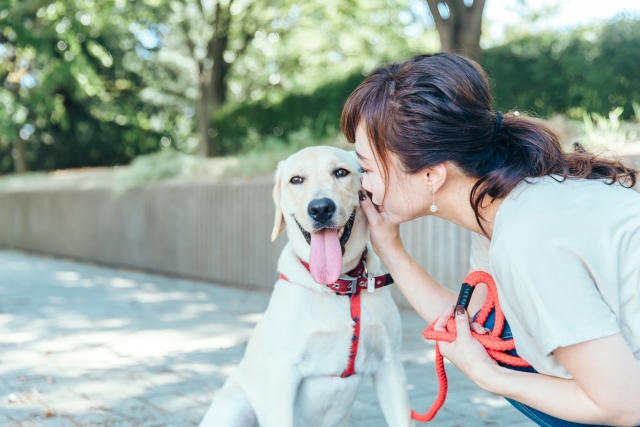 犬、飼い主、褒める、散歩