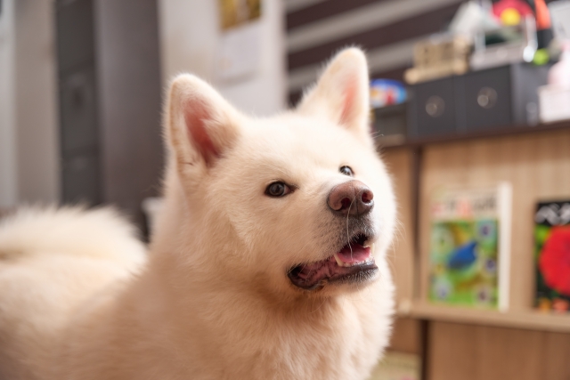 秋田犬、顔