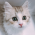 保険料例 猫2歳
