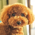 保険料例 トイプードル2歳